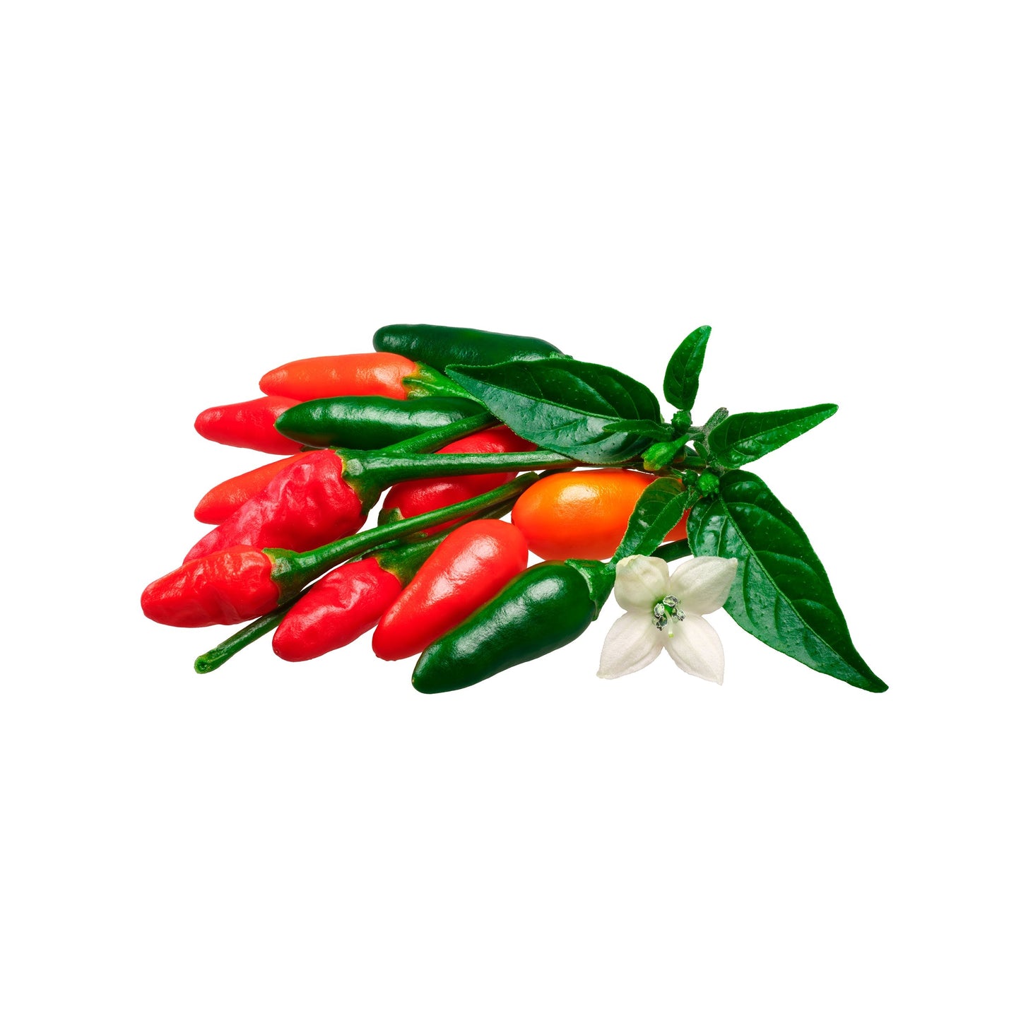 Chile Piquín kg